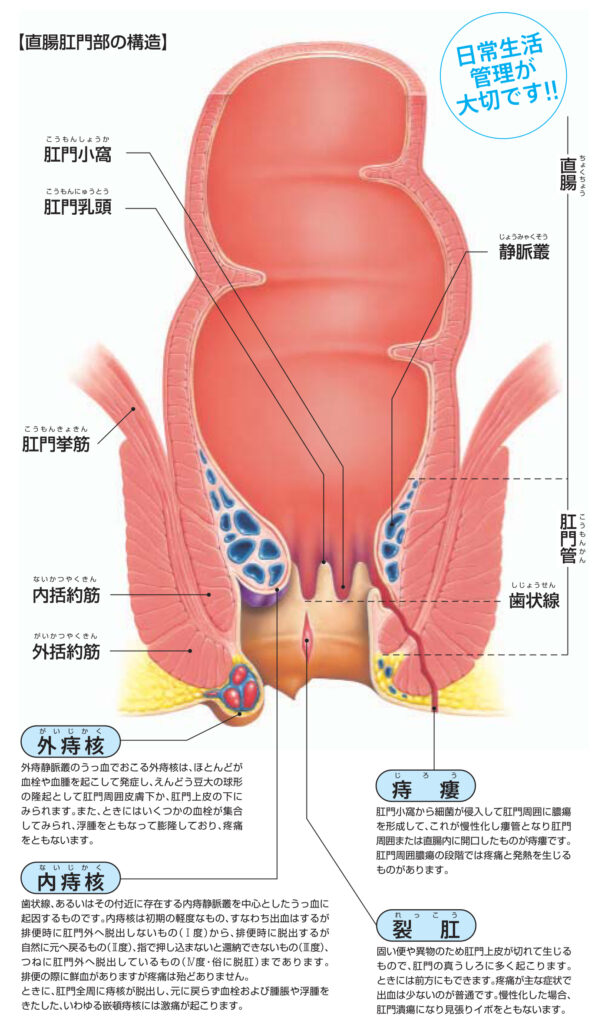 直腸肛門部の構造